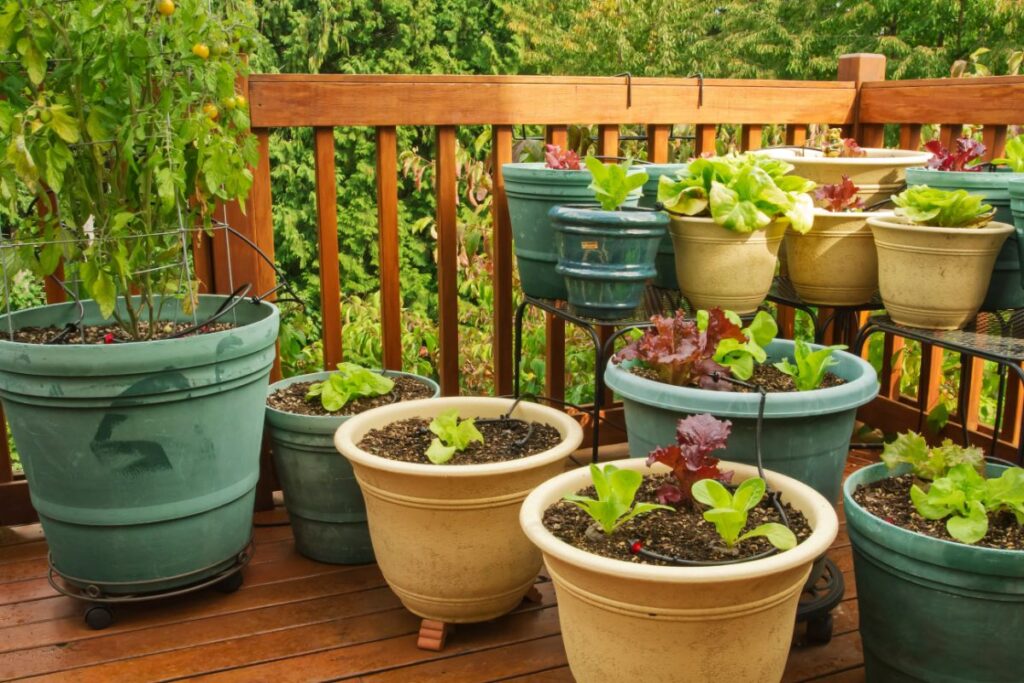 How to Choose the Right Containers for Your Balcony Garden